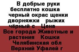 В добрые руки бесплатно,кошка,2.5черный окрас,щенки дворняжки,3 рыжих 1 чёрный,с › Цена ­ - - Все города Животные и растения » Кошки   . Челябинская обл.,Верхний Уфалей г.